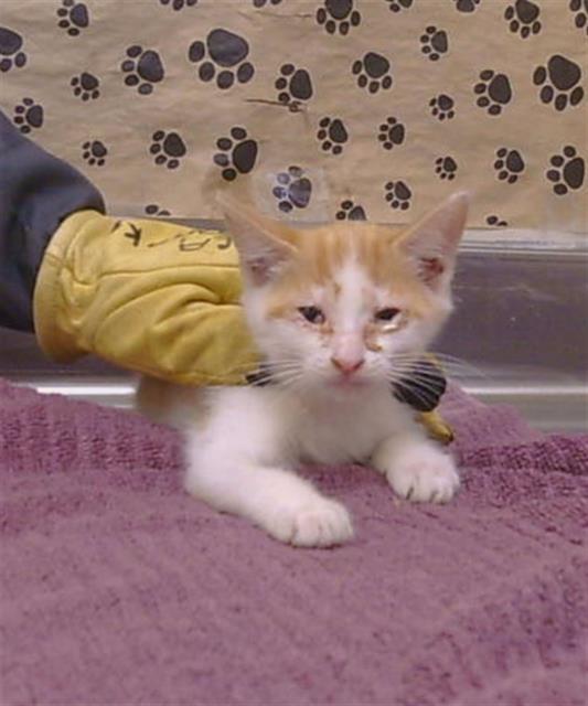 Shelter Stray Female Cat last seen BUFFWOOD WAY/WALNUT AVE, 95608, 3839 Bradshaw Rd, Sacramento, CA 95827, USA