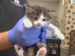 Shelter Stray Male Cat last seen STABLEGATE RD/FURLONG DR, 95693, 3839 Bradshaw Rd, Sacramento, CA 95827, USA