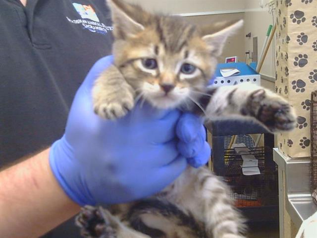 Shelter Stray Male Cat last seen STABLEGATE RD/FURLONG DR, 95693, 3839 Bradshaw Rd, Sacramento, CA 95827, USA