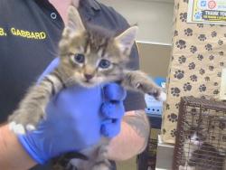 Shelter Stray Male Cat last seen STABLEGATE RD/FURLONG DR, 95693, 3839 Bradshaw Rd, Sacramento, CA 95827, USA