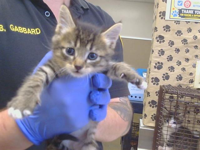 Shelter Stray Male Cat last seen STABLEGATE RD/FURLONG DR, 95693, 3839 Bradshaw Rd, Sacramento, CA 95827, USA