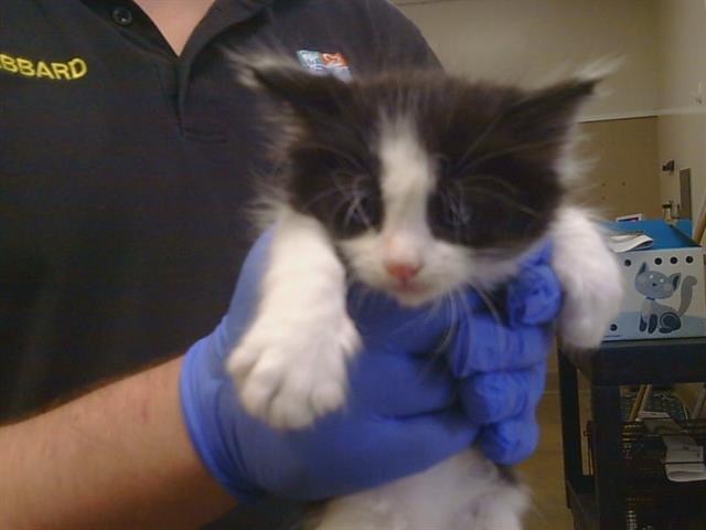 Shelter Stray Female Cat last seen STABLEGATE RD/FURLONG DR, 95693, 3839 Bradshaw Rd, Sacramento, CA 95827, USA