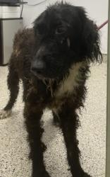 Shelter Stray Male Dog last seen Near BLOCK BLISS ST, DETROIT MI 48234, 7401 Chrysler Dr, Detroit, MI 48211, USA