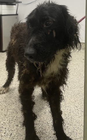 Shelter Stray Male Dog last seen Near BLOCK BLISS ST, DETROIT MI 48234, 7401 Chrysler Dr, Detroit, MI 48211, USA