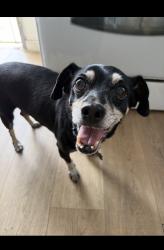 Reunited Male Dog last seen Paramount and Imperial/ Apollo Park, Downey, CA 90242