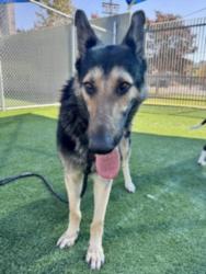Shelter Stray Female Dog last seen , 3201 Lacy St, Los Angeles, CA 90031, USA