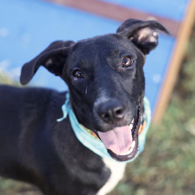 Shelter Stray Female Dog last seen Near BLOCK MARTIN LUTHER KING, 4710 TX-151, San Antonio, TX 78227, USA