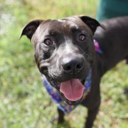 Shelter Stray Male Dog last seen SW 38TH, 4710 TX-151, San Antonio, TX 78227, USA