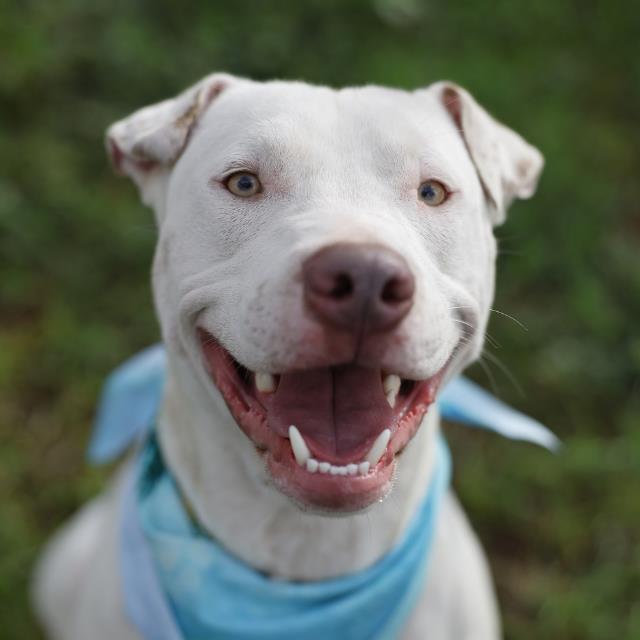 Shelter Stray Male Dog last seen SW 38TH, 4710 TX-151, San Antonio, TX 78227, USA