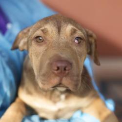 Shelter Stray Female Dog last seen SW 38TH, 4710 TX-151, San Antonio, TX 78227, USA