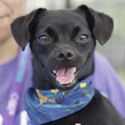 Shelter Stray Female Dog last seen FOUND NEAR MEDINA VALLEY PUBLIC SCHOOL, 4710 TX-151, San Antonio, TX 78227, USA