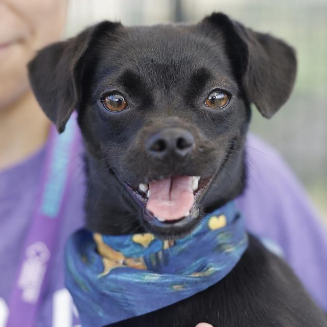 Shelter Stray Female Dog last seen FOUND NEAR MEDINA VALLEY PUBLIC SCHOOL, 4710 TX-151, San Antonio, TX 78227, USA