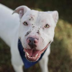 Shelter Stray Male Dog last seen , 4710 TX-151, San Antonio, TX 78227, USA