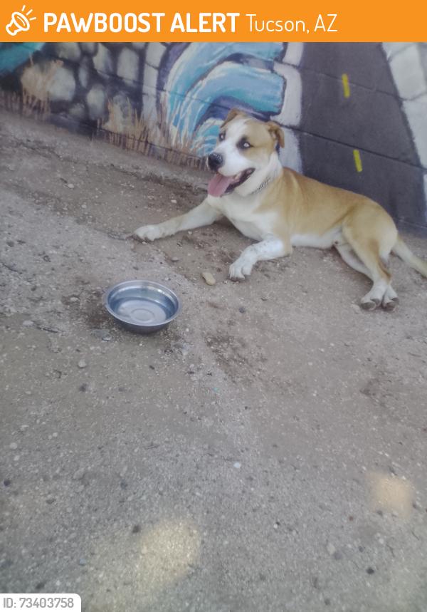 Found/Stray Male Dog last seen Fontana and Delano, Tucson, AZ 85705