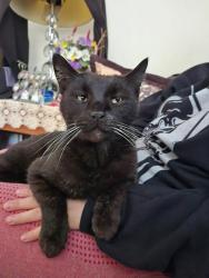 Lost Male Cat last seen Sylvan st and cedros ave van nuys ca, Los Angeles, CA 91411