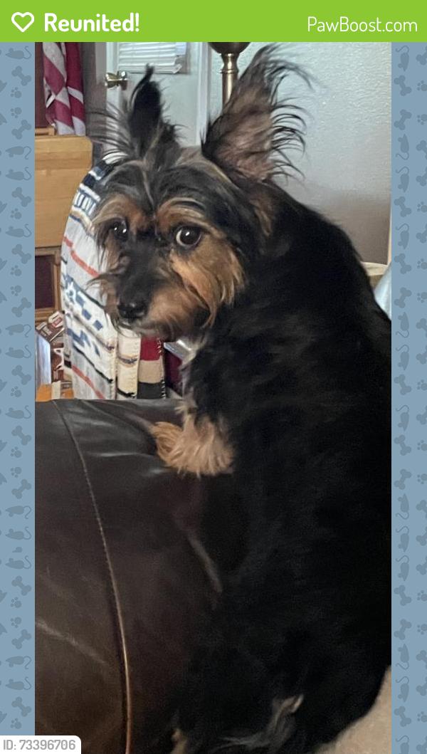 Reunited Female Dog last seen 35th ave/Northern, Phoenix, AZ 85051