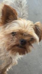 Reunited Male Dog last seen Near S Pennsylvania Ave, San Bernardino, CA 92410, USA, San Bernardino, CA 92410