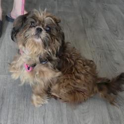 Found/Stray Male Dog last seen Birnamwood Dr., Spring, TX 77373