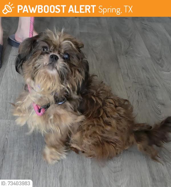 Found/Stray Male Dog last seen Birnamwood Dr., Spring, TX 77373
