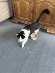 Found/Stray Unknown Cat last seen 20th and Main Av SF SD, Sioux Falls, SD 57105