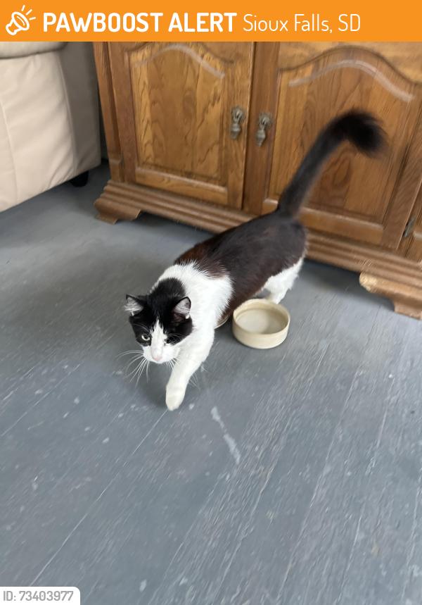 Found/Stray Unknown Cat last seen 20th and Main Av SF SD, Sioux Falls, SD 57105