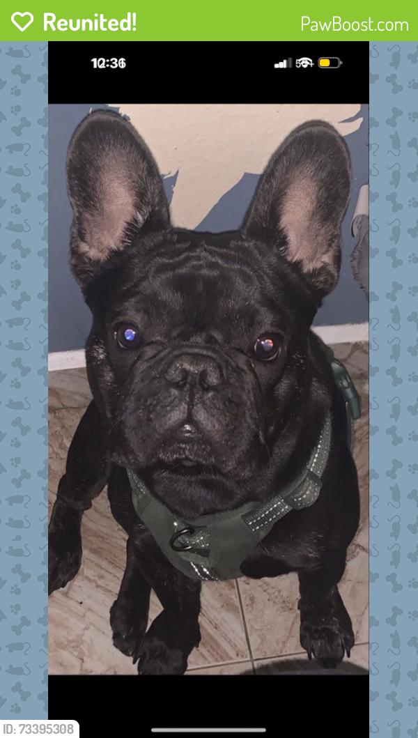 Reunited Male Dog last seen Haven, Ontario, CA 91761