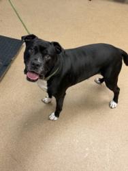 Shelter Stray Male Dog last seen Near Beverage Dr Stone Mountain, GA 30083, 30083, GA, 3280 Chamblee Dunwoody Rd, Chamblee, GA 30341, USA