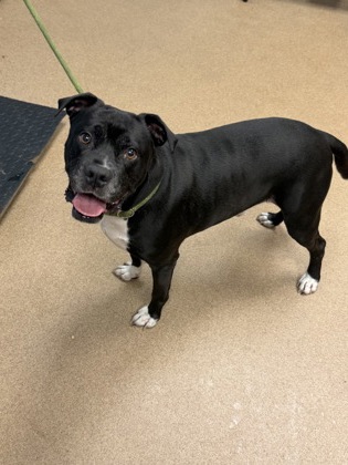 Shelter Stray Male Dog last seen Near Beverage Dr Stone Mountain, GA 30083, 30083, GA, 3280 Chamblee Dunwoody Rd, Chamblee, GA 30341, USA