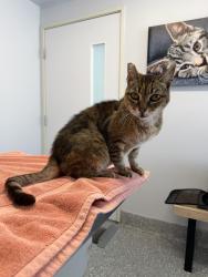Reunited Female Cat last seen 157th & Lemoli, Gardena, CA 90249