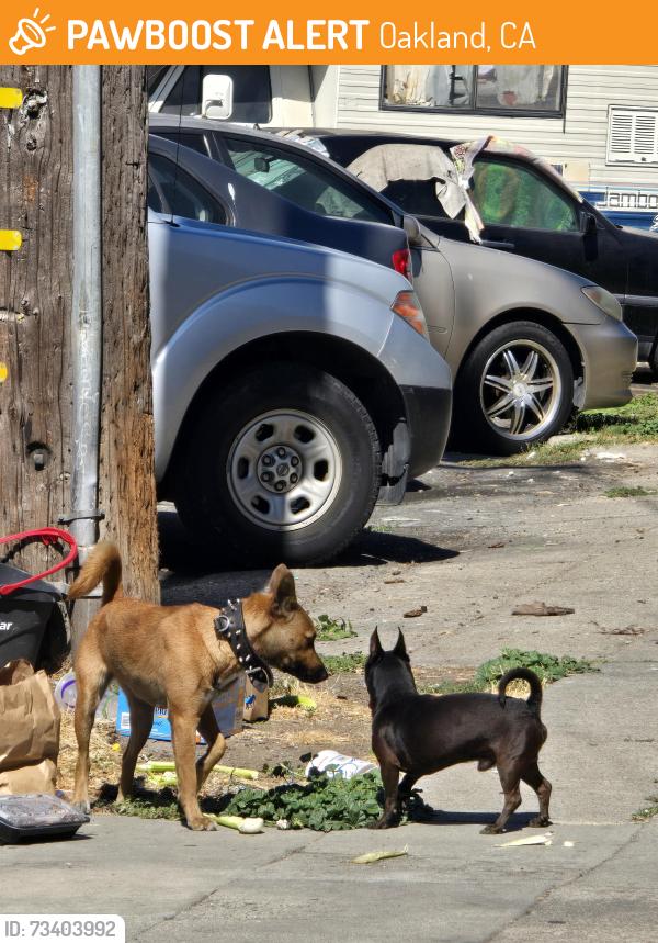 Found/Stray Unknown Dog last seen East 12th ave and miller ave, Oakland, CA 94601