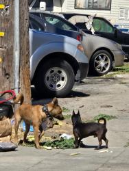Found/Stray Unknown Dog last seen East 12th ave and miller ave, Oakland, CA 94601