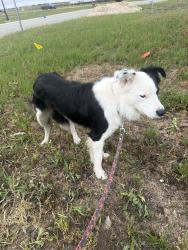 Found/Stray Male Dog last seen Sunset Blvd & 66th St S, Horace, ND 58047