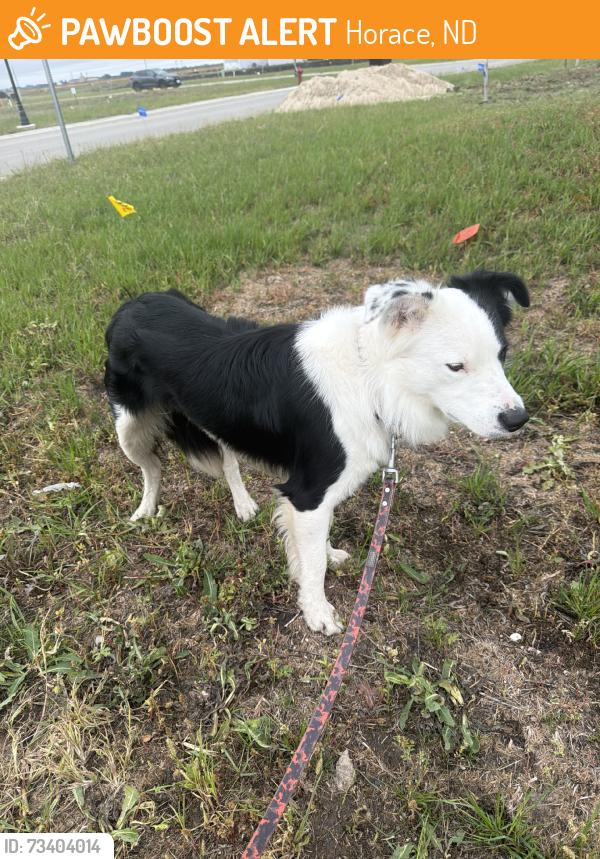 Found/Stray Male Dog last seen Sunset Blvd & 66th St S, Horace, ND 58047