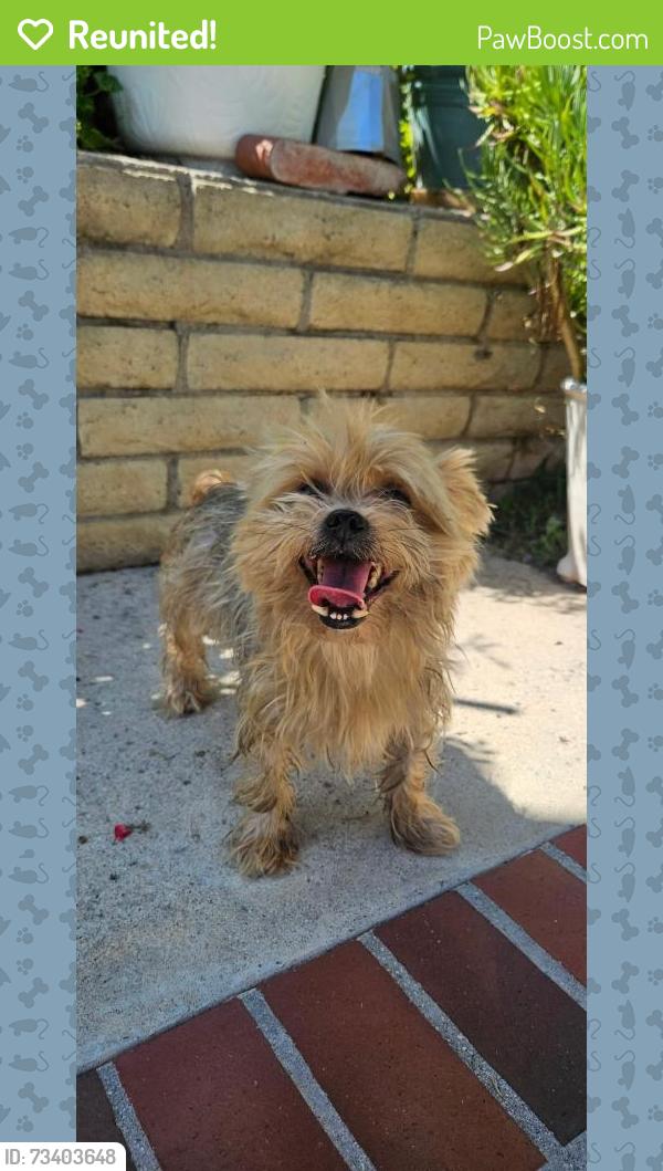 Reunited Male Dog last seen Russell St, La Habra, CA, USA, La Habra, CA 90631