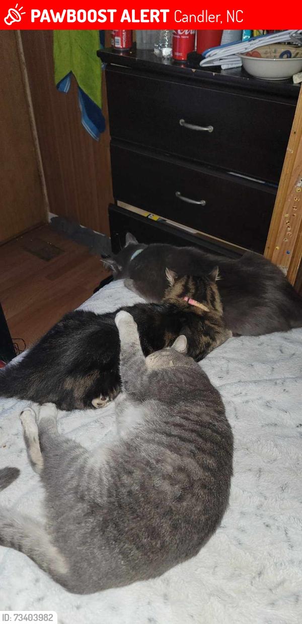 Lost Male Cat last seen Near jr lane, Candler, NC 28715