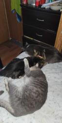 Lost Male Cat last seen Near jr lane, Candler, NC 28715