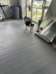 Found/Stray Unknown Cat last seen 20th St and Main Av SF SD, Sioux Falls, SD 57105