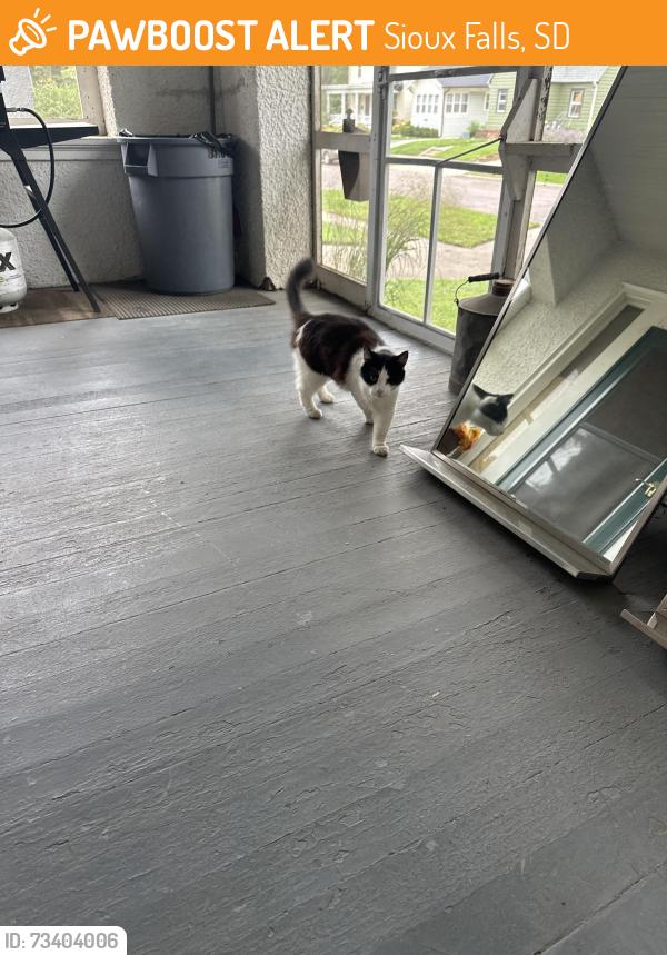 Found/Stray Unknown Cat last seen 20th St and Main Av SF SD, Sioux Falls, SD 57105