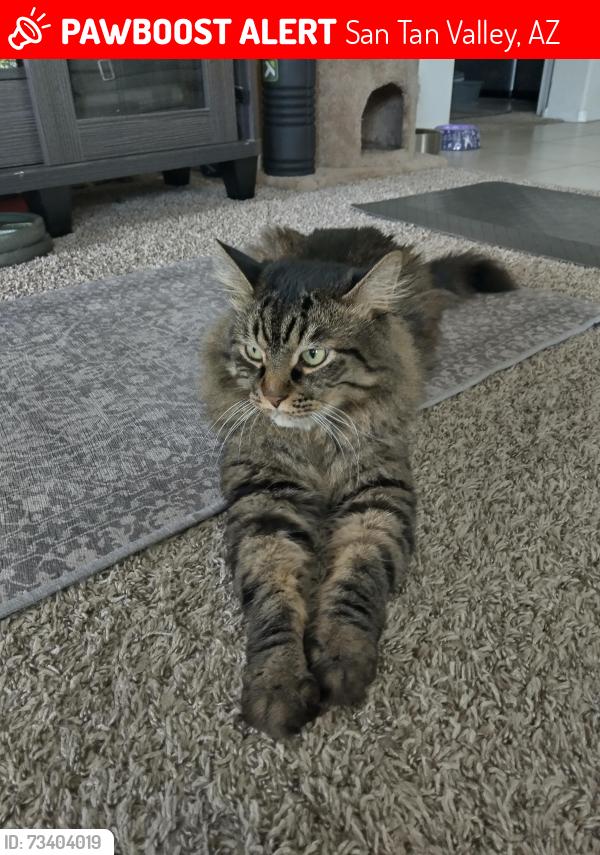 Lost Male Cat last seen black opal ln, San tan valley, AZ 85143, San Tan Valley, AZ 85143