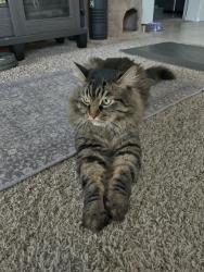 Lost Male Cat last seen black opal ln, San tan valley, AZ 85143, San Tan Valley, AZ 85143