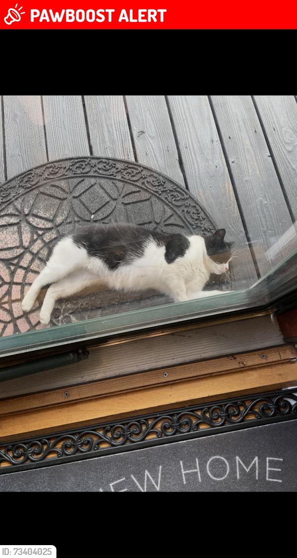 Lost Female Cat last seen Main Street, Port Washington, NY 11050