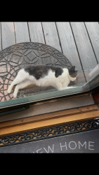 Lost Female Cat last seen Main Street, Port Washington, NY 11050