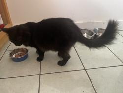 Reunited Male Cat last seen Carleton, Berkeley, CA 94703