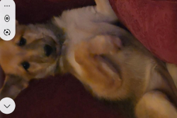 Lost Female Dog last seen South loop, California City, CA 93505