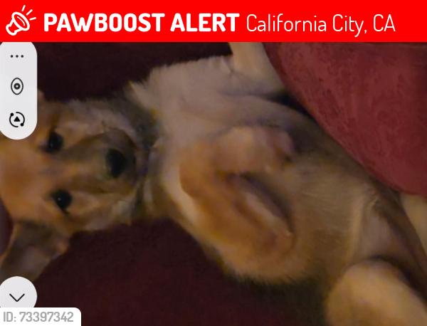 Lost Female Dog last seen South loop, California City, CA 93505