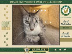 Shelter Stray Unknown Cat last seen Near Redwood Lane, MELBOURNE, FL, 32901, 5100 W Eau Gallie Blvd, Melbourne, FL 32934, USA