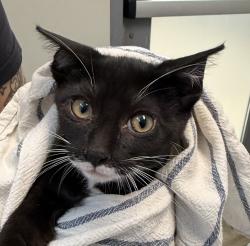 Shelter Stray Female Cat last seen Near Leon, San Diego, CA, 92154, 5500 Gaines St, San Diego, CA 92110, USA
