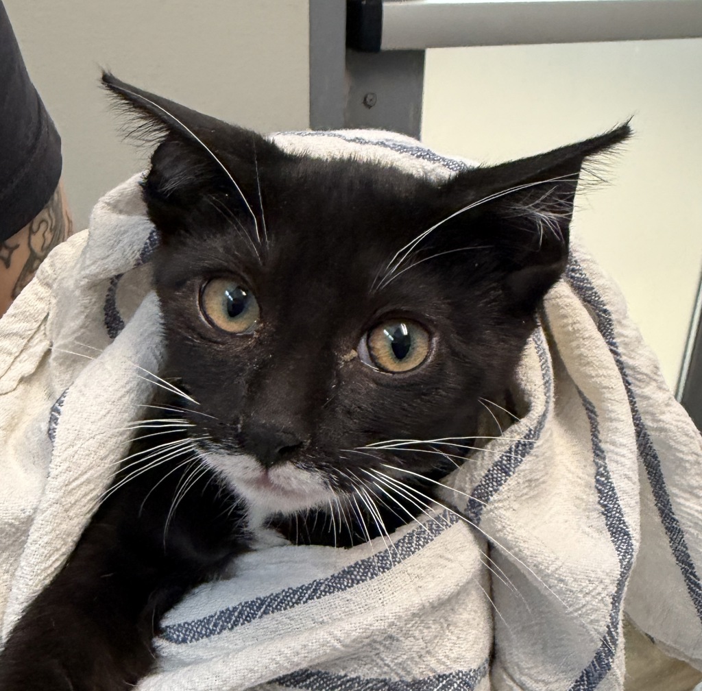 Shelter Stray Female Cat last seen Near Leon, San Diego, CA, 92154, 5500 Gaines St, San Diego, CA 92110, USA