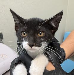 Shelter Stray Female Cat last seen Near Leon, San Diego, CA, 92154, 5500 Gaines St, San Diego, CA 92110, USA