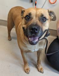 Shelter Stray Female Dog last seen Near N Marshall Avenue, El Cajon, CA, 92020, El Cajon, CA 92020, USA